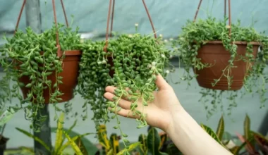 tesbih çiçeği bakımı