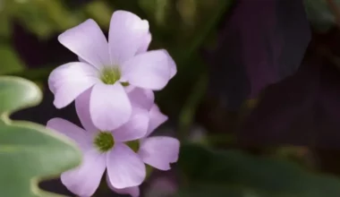 uyku çiçeği bakımı