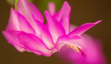 yılbaşı çiçeği bakımı