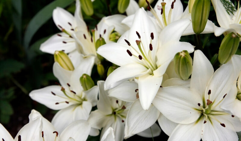 zambak çiçeği anlamı