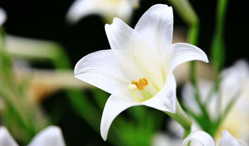 zambak çiçeği bakımı nasıl yapılır