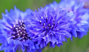 acem halısı çiçeği bakımı