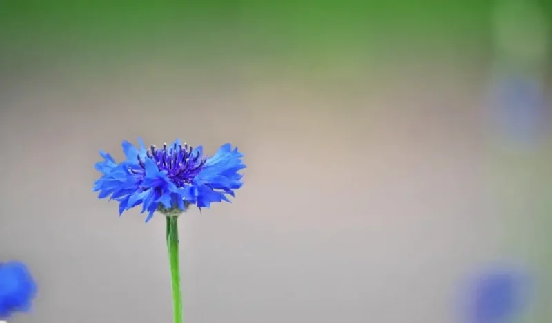 acem halısı çiçeği nasıl çoğaltılır