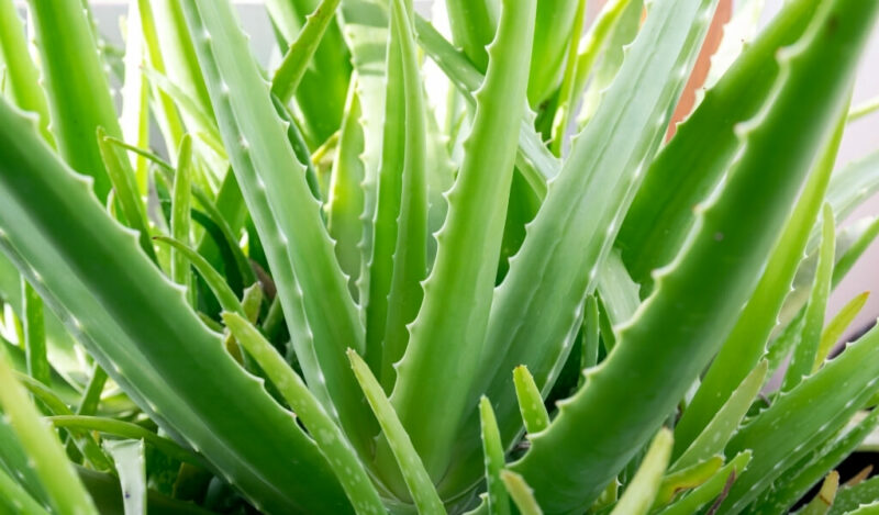 aloe vera çiçeği