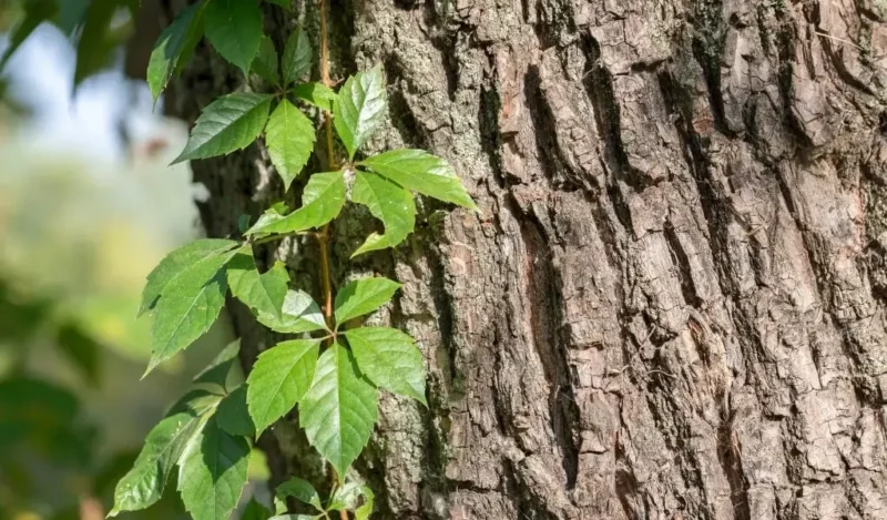 amerikan sarmaşığı