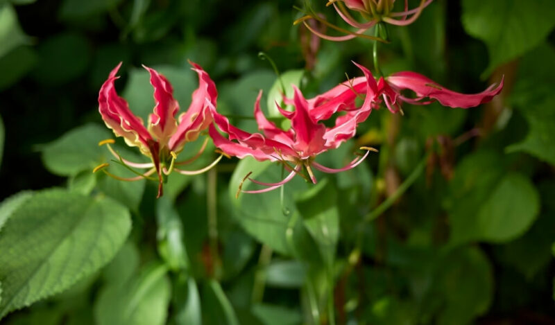 ateş lalesi gloriosa süperba