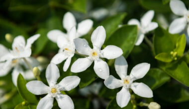 bahçede yasemin çiçeği bakımı