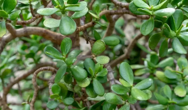 bereket çiçeği anlamı