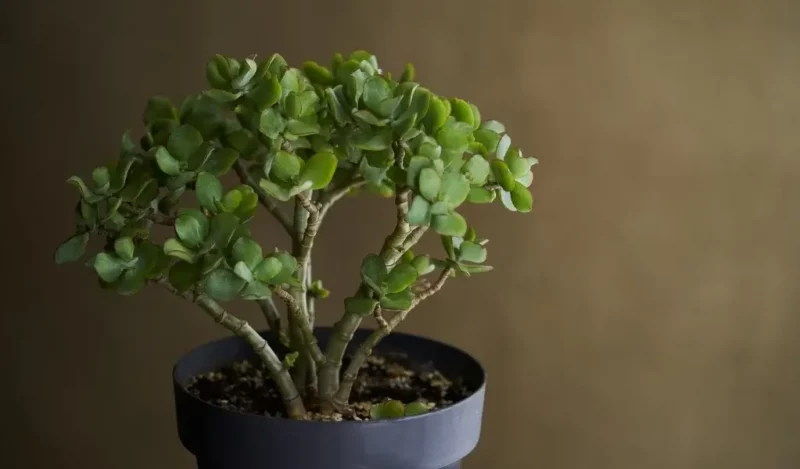 bereket çiçeği bakımı nasıl yapılır