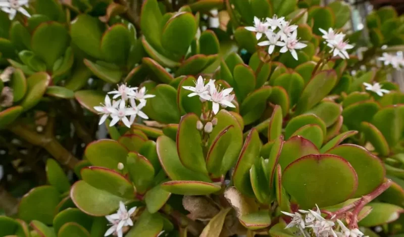bereket çiçeği kaç günde bir sulanır