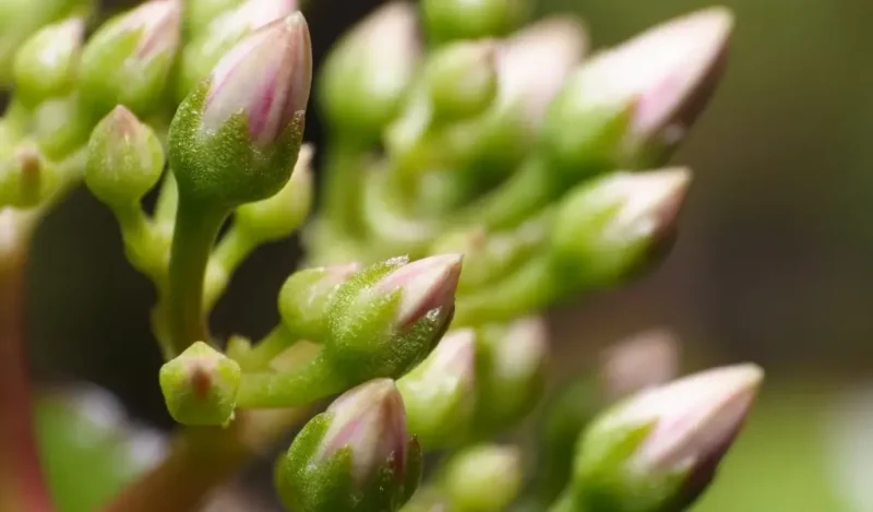 bereket çiçeği nasıl çoğaltılır