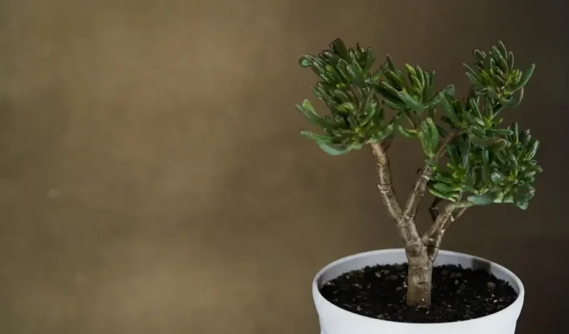 bereket çiçeği nedir