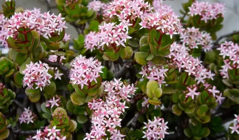 bereket çiçeği özellikleri