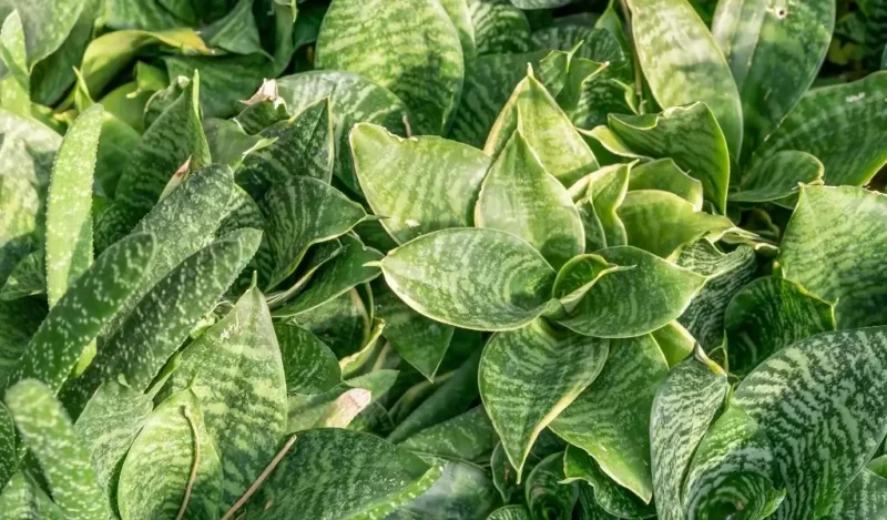 bodur kılıç çiçeği anlamı