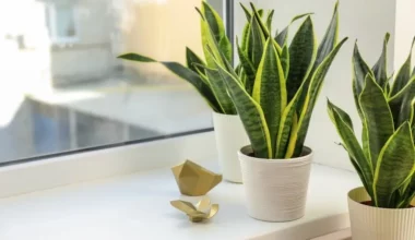 bodur kılıç çiçeği bakımı