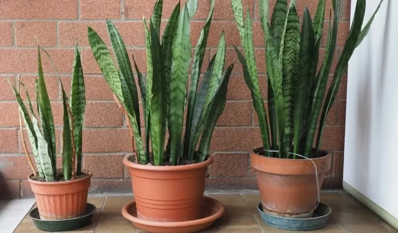 bodur kılıç çiçeği bakımı nasıl yapılır