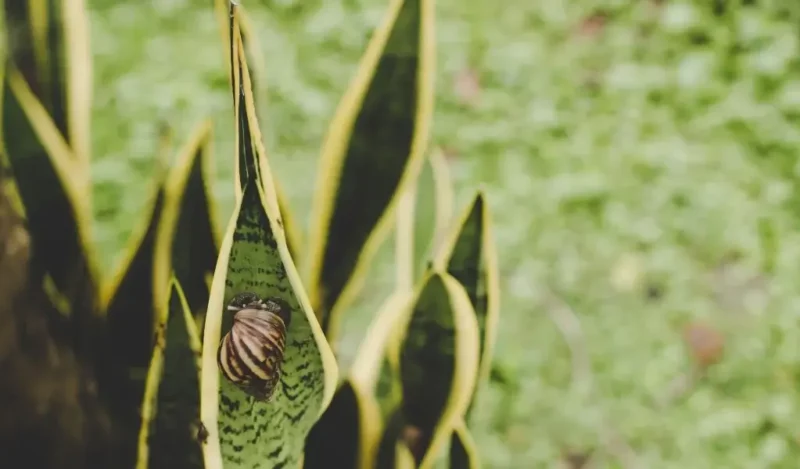 bodur kılıç çiçeği evde yetişir mi