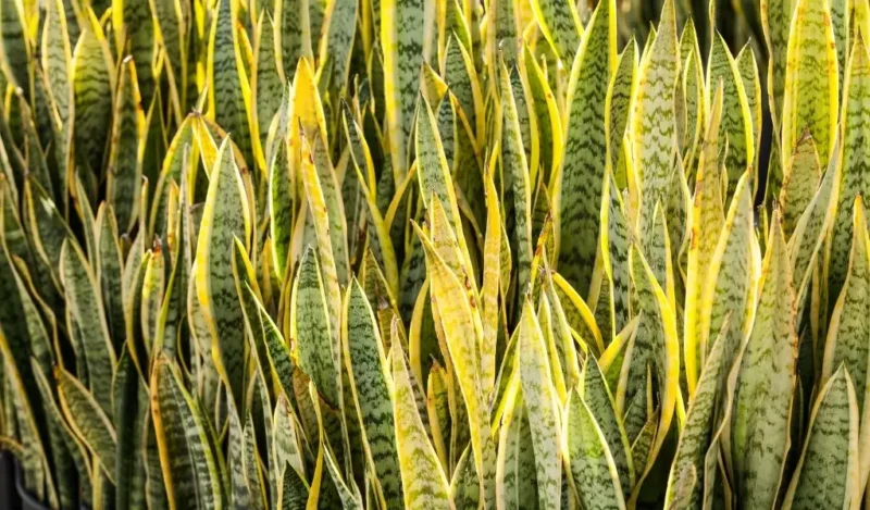 bodur kılıç çiçeği kaç günde bir sulanır