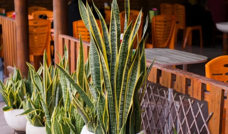 bodur kılıç çiçeği nasıl çoğaltılır