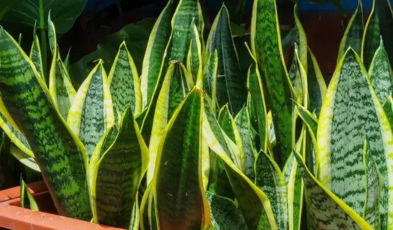 bodur kılıç çiçeği nedir