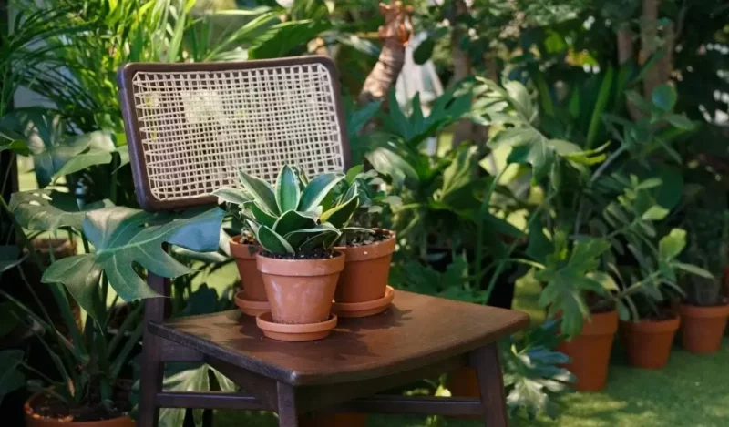 bodur kılıç çiçeği özellikleri