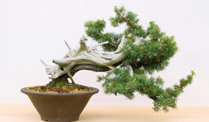bonsai