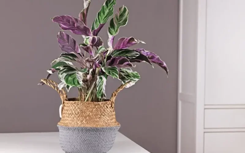 calathea dua çiçeği bakımı