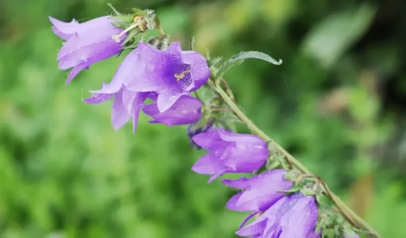 campanula çiçeği anlamı