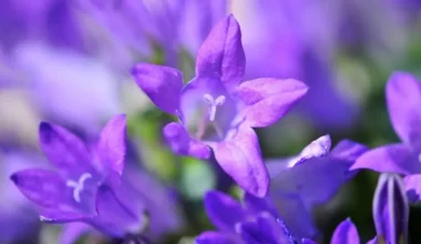 campanula çiçeği bakımı