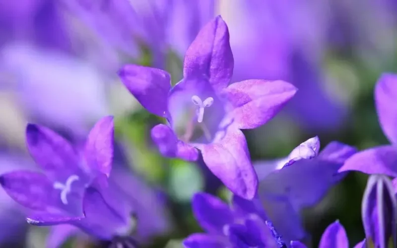 campanula çiçeği bakımı