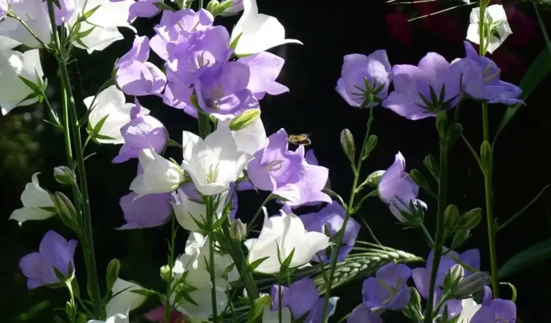 campanula çiçeği bakımı nasıl yapılır