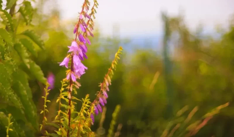campanula çiçeği evde yetişir mi