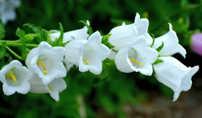 campanula çiçeği kaç günde bir sulanır