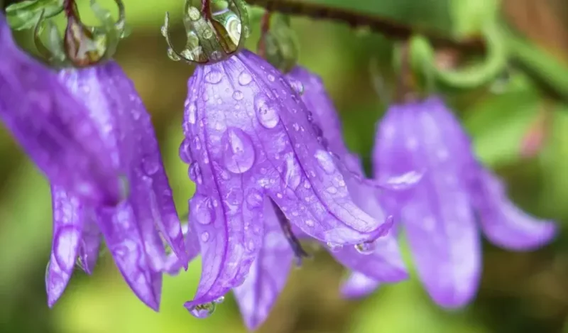 campanula çiçeği nasıl çoğaltılır