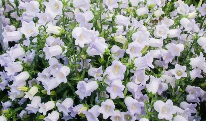 campanula çiçeği nedir