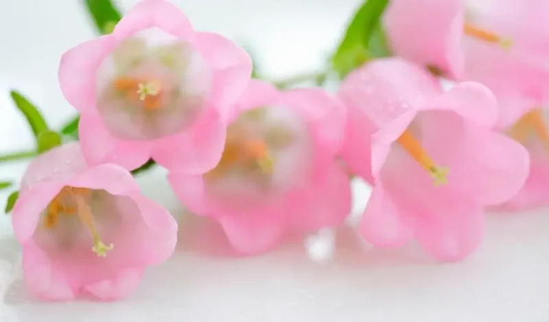 campanula çiçeği özellikleri