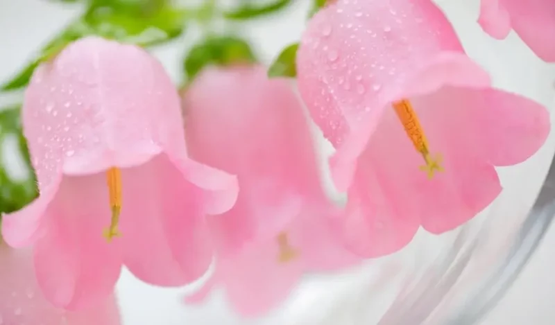 çan çiçeği anlamı