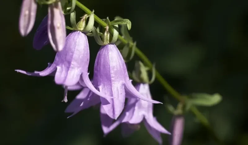 çan çiçeği bakımı nasıl yapılır