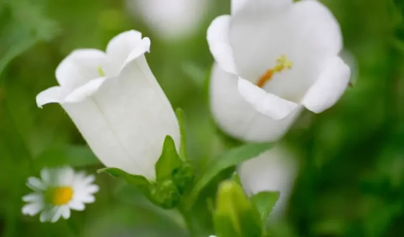 çan çiçeği evde yetişir mi