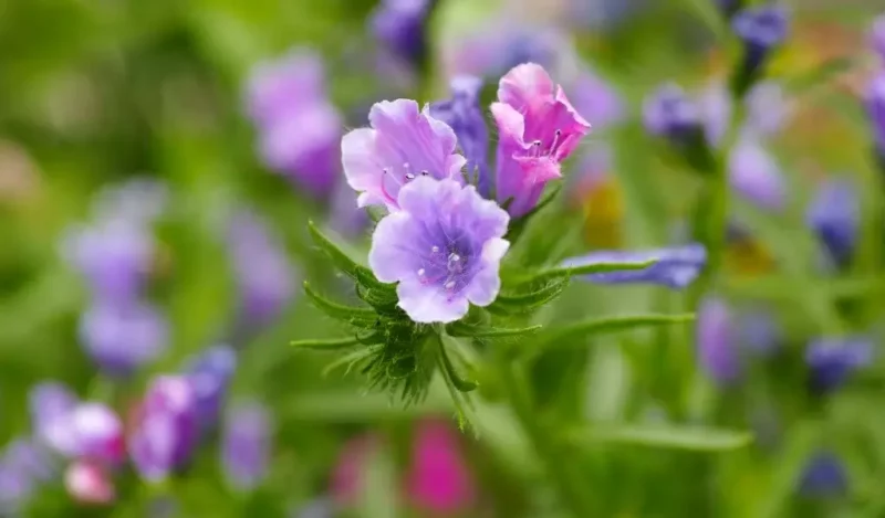 çan çiçeği kaç günde bir sulanır