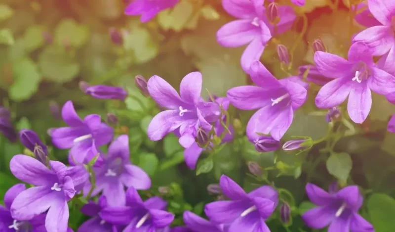 çan çiçeği nasıl çoğaltılır