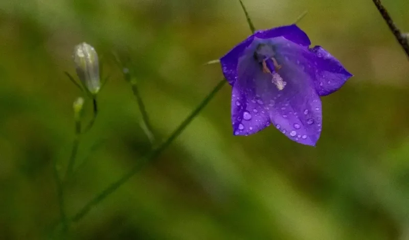çan çiçeği nedir