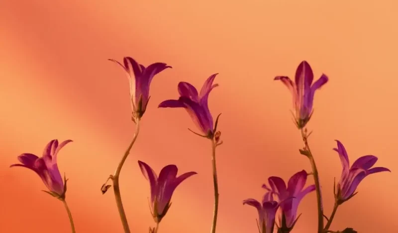 çan çiçeği özellikleri