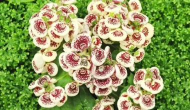 çanta çiçeği bakımı