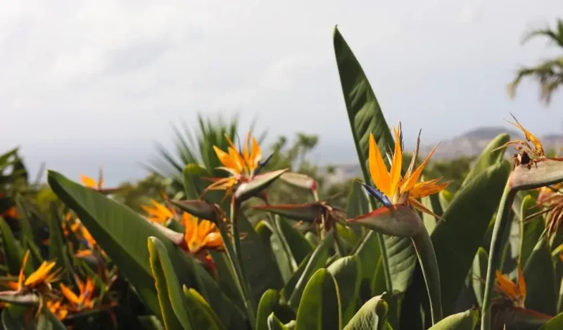 cennet çiçeği anlamı