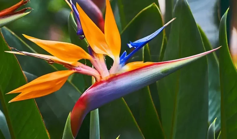 cennet çiçeği bakımı nasıl yapılır