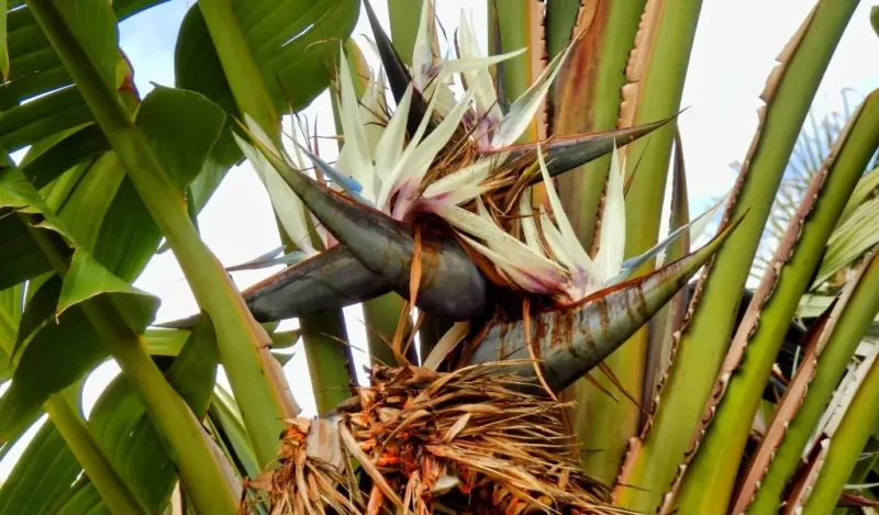 cennet çiçeği evde yetişir mi