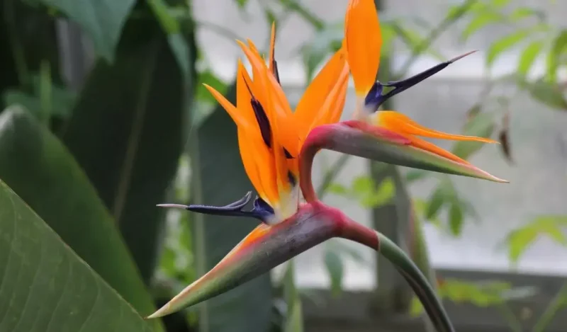 cennet çiçeği kaç günde bir sulanır