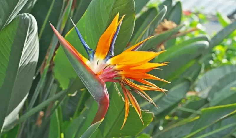 cennet çiçeği nasıl çoğaltılır