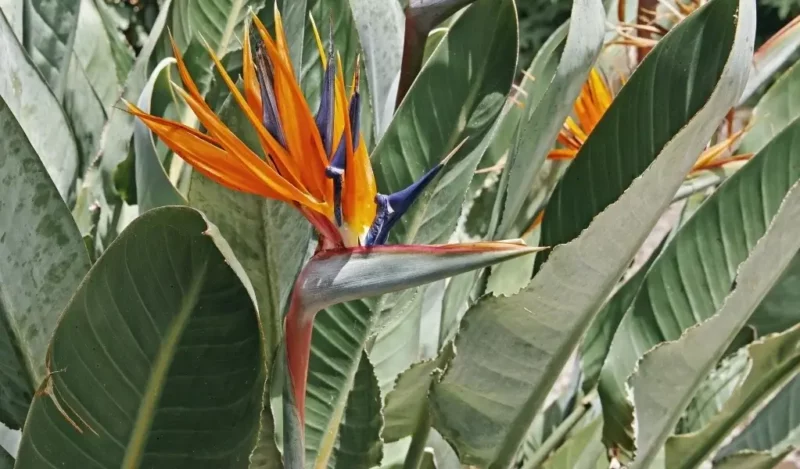 cennet çiçeği nedir